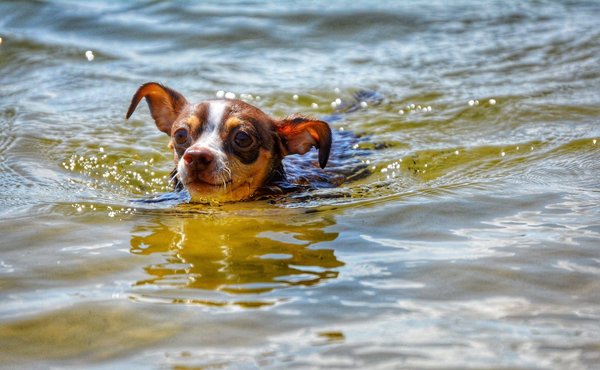 Galop d'équitation : présentation globale du Galop 1 pour les débutants